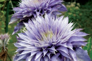 Clematis 'Multi Blue' New 2025